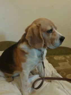 obraz-1 na stronie o tytule: Znaleziono psa rasy beagle
